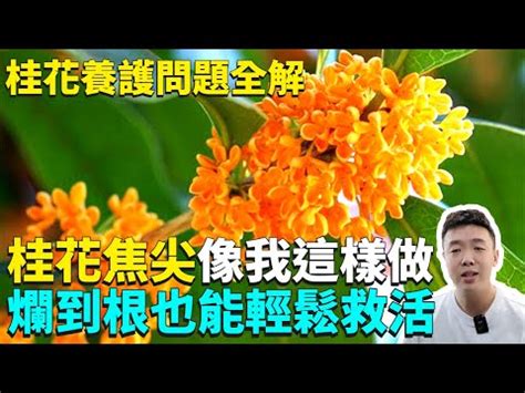 桂花種不活|桂花不長葉不開花，爛根養不活？只靠修剪就能解決！2分鐘教你。